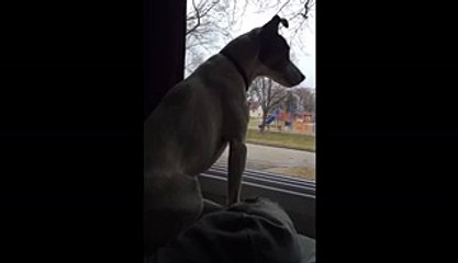 Cute Dog Has a Ridiculously Weird Howl