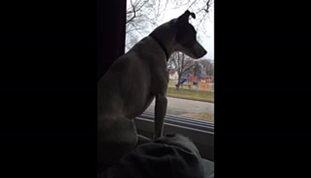 Cute Dog Has a Ridiculously Weird Howl