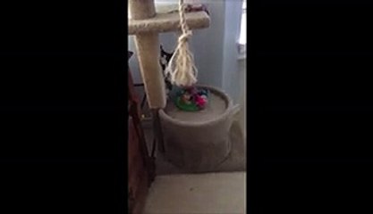 Cute Kitten Knocks Over Lamp While Playing In House