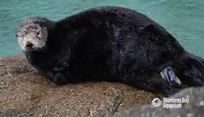 Images rares de la naissance d'un loutron sauvage - vidéo Dailym