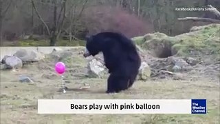 Bears - Pink Baloon
