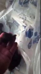 شاهد‬.. ماذا تفعل خادمة داخل أحد المنازل في السعودية لعنة الله عليك