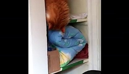 Silly Cat Fails To Climb Shelf And Falls