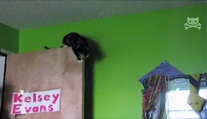 Stunt Cat Reconsiders Life of Danger