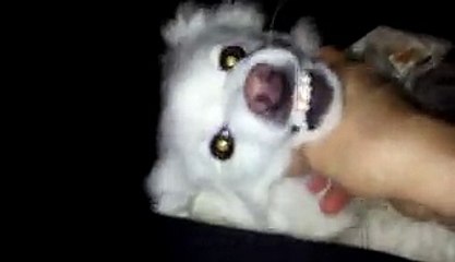 This Dog Purrs Like A Cat