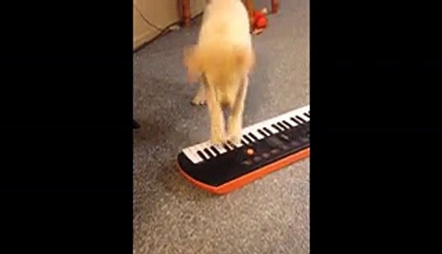 Yellow Lab Puppy Plays The Keyboard