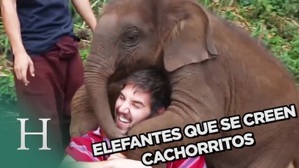 Elefantes bebé que se creen cachorritos