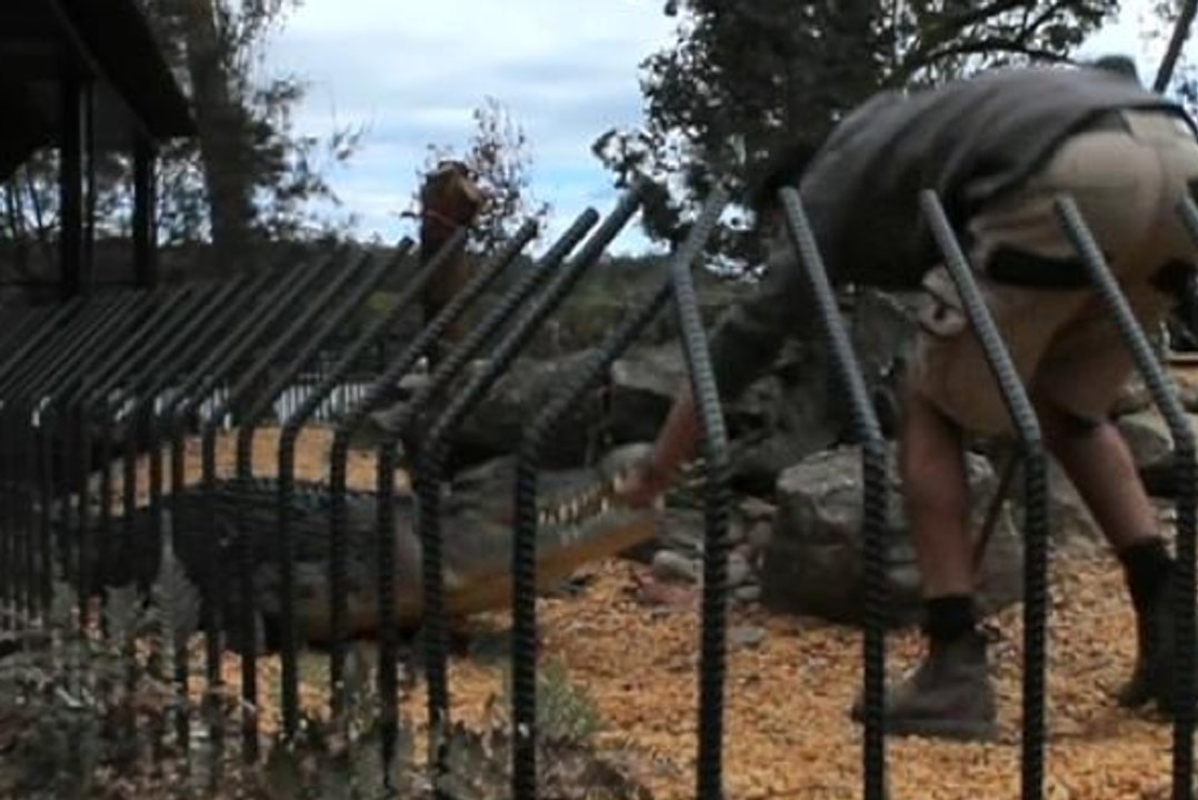 Un gardien de zoo se fait mordre par un crocodile !