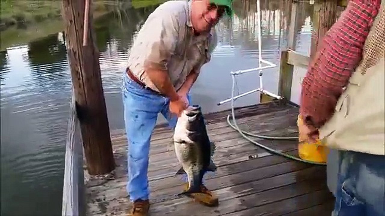 Catching A Monster Bass With Bare Hands