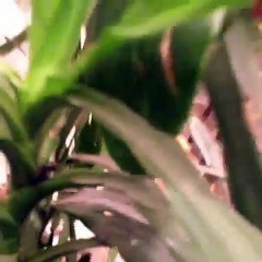 Funny Cat -  Funny Little Cats Compilation- Best Cat Videos