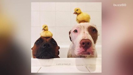 Two rescue dogs adopt baby ducks while being fostered