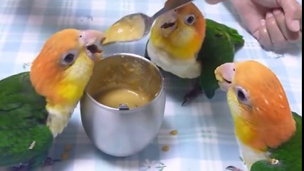 Tatlı mı tatlı papağanlar