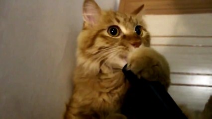 Котэ торочит от пылесоса