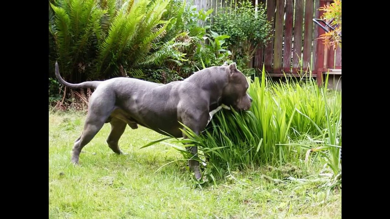strongest pitbull