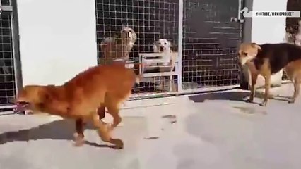 Dogs Who Just Found Out They_ve Been Adopted