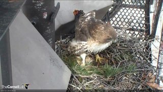 CornellRTHA Cam Is It Egg Time Yet, BR? ' 9:59 am _3.28.15_