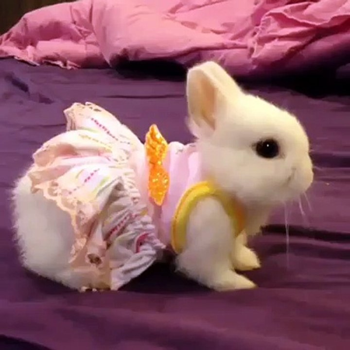 Amazing Rabit