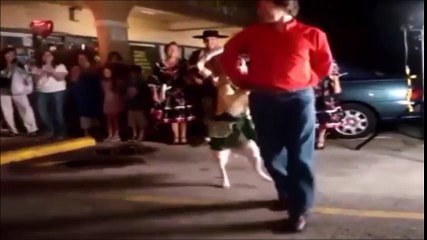 Funny dog dances with man