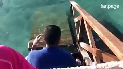Una macchia nera si muove nell'acqua limpida, poi si avvicina ed emerge- guardate di cosa si tratta (1)