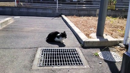 猫に話しかけ ナデナデしたら怒る! 叫ぶ！威嚇の鳴き声 ! 喧嘩に発展ｗｗ(コンビニにいた猫) …衝撃!!猫が喧嘩に至るまで※字幕付き【BBC】話す猫