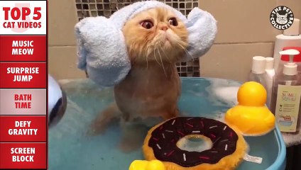 Best of the Week Cats Compilation || March 11 2016