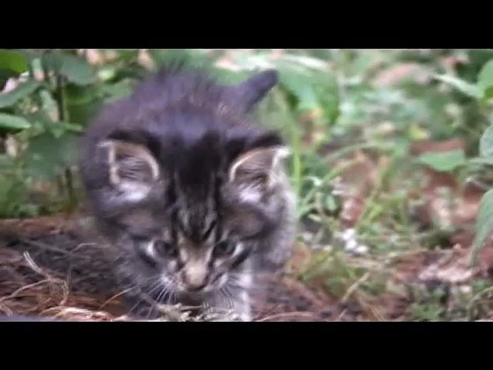 i are cute kitten
