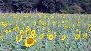 Sunflowers in Umbria