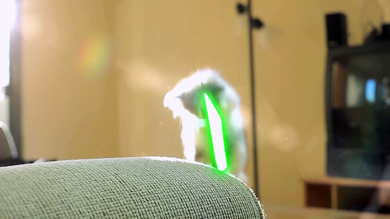 Jedi Kittens