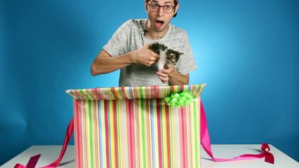 Cat Lovers Get Surprised By A Box Of Kittens