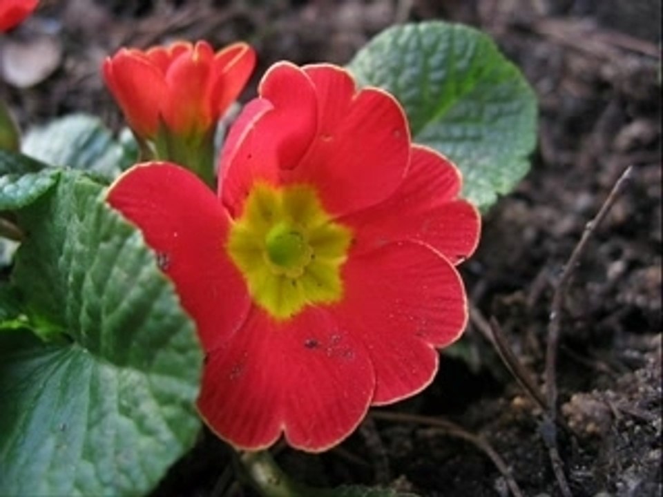 Selçuk Küpçük - Leyla