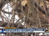 Thousands of bees pose potential danger
