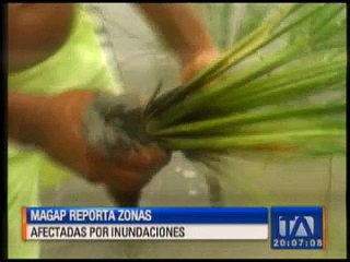 Reportan zonas afectadas agrícolas afectadas en Babahoyo
