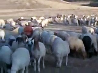 اغنام السوسة