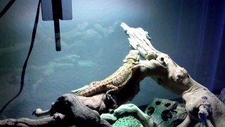 Bearded dragon Madness waiving at his reflection