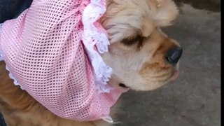 アメコカ：吠えるよ　犬ですから