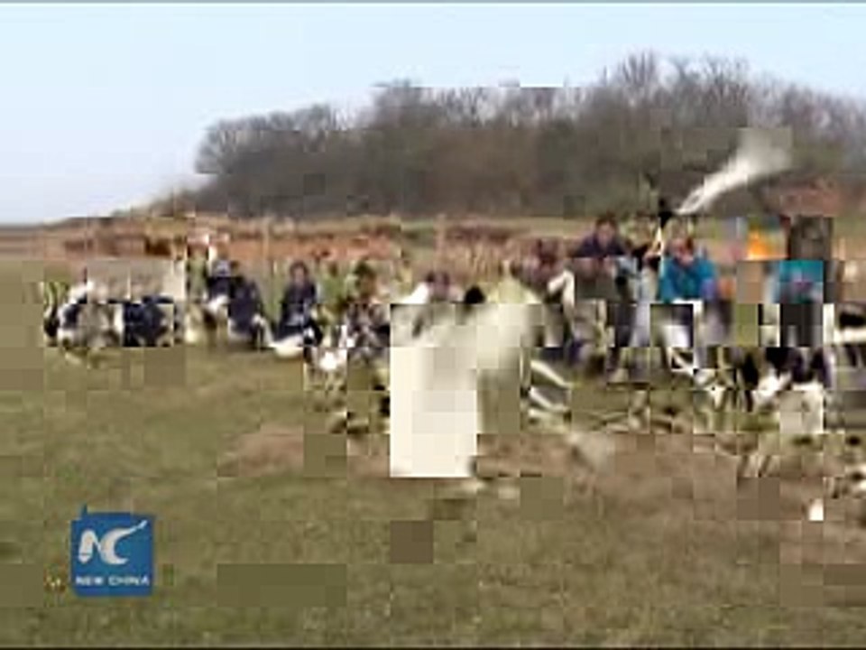 Injured cygnets released into wild after treatment in south China 2016