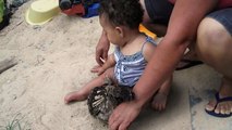 Amarillys brincando na areia com a galinha