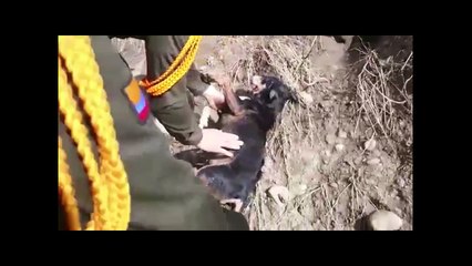 Así fue el rescate de un perro en Salgar, Antioquia