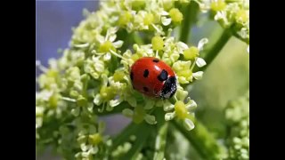 Веселые развивающие детские песенки для самых маленьких!!!