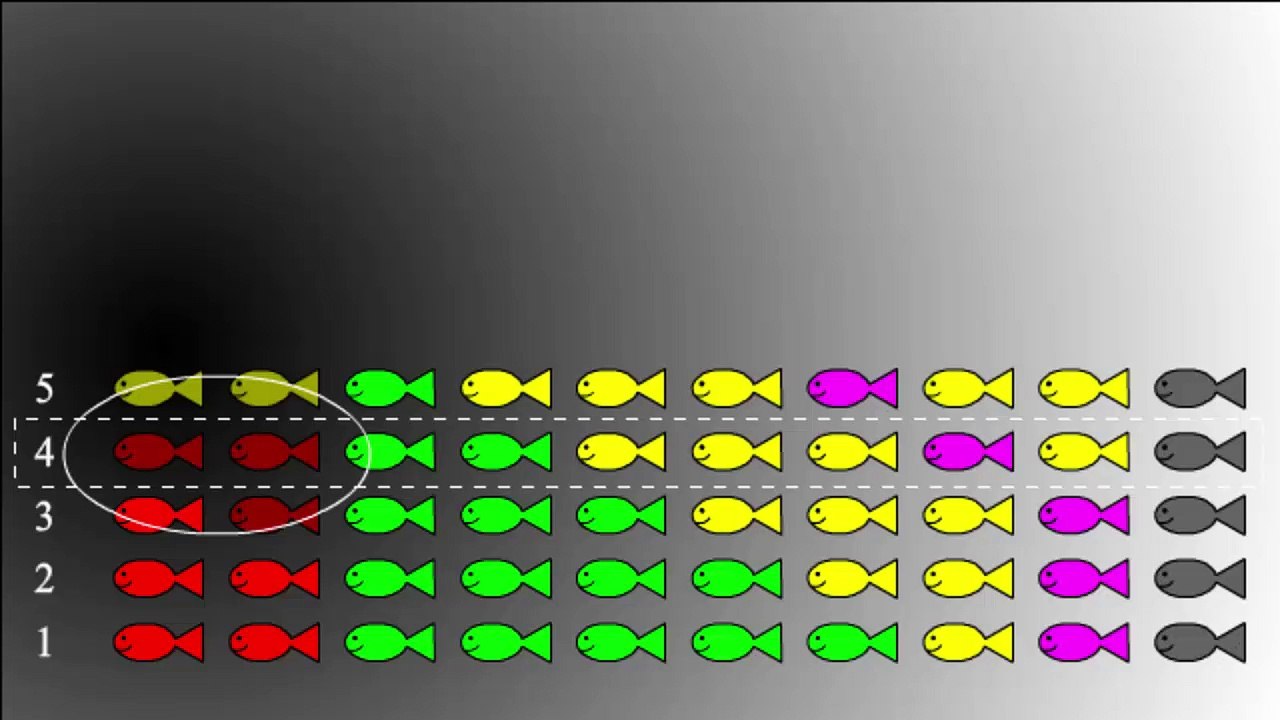 Teoría de la evolución explicada con peces