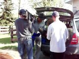 Great Grey Owl Release