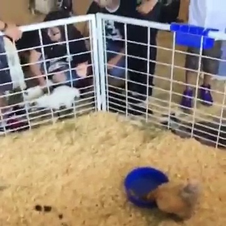 Live from the San Antonio Stock show and Rodeo!!! Perfect (News World)
