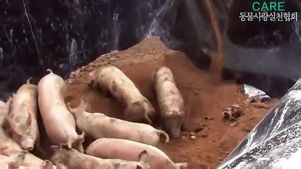 Video shock : Maiali sepolti vivi in fosse comuni . ATTENZIONE IMMAGINI FORTI E SHOCKANTI