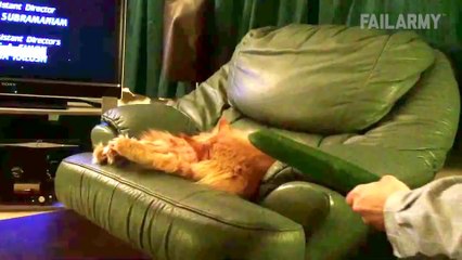 Funniest Animal Fails Compilation 2015   FailArmy