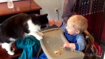 Cats Being Jerks Video Compilation    FailArmy