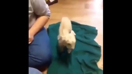 ***Funny Videos 2016*** Try Not To Laugh Or Grin Watching This!!! (Challenge Impossible)