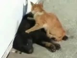 gatto massaggia un cane