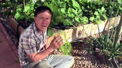 Urban Homestead Grows 150 Fruit Trees in the Desert on 1/3 Acre