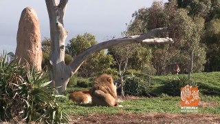 Lion Encounter