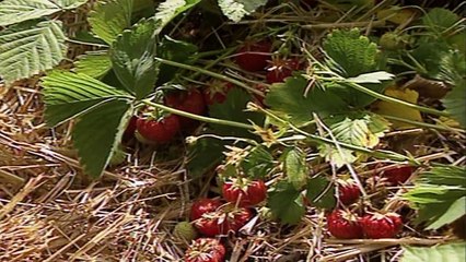 Teletubbies: Strawberry Picking (Season 2, Episode 35)